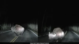 Angry Bison Charges At Truck In US Park, Dashcam Captures Close Encounter