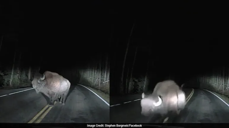 Angry Bison Charges At Truck In US Park, Dashcam Captures Close Encounter