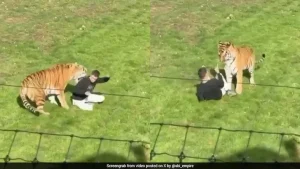 UK Wildlife Park Confirms Siberia Tiger That Mauled Man To Death Will Not Be Euthanised
