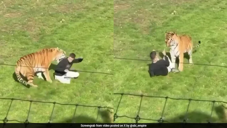 UK Wildlife Park Confirms Siberia Tiger That Mauled Man To Death Will Not Be Euthanised
