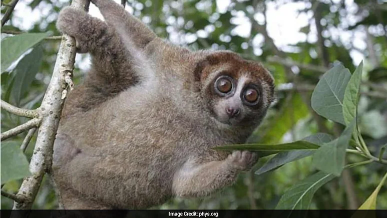 World's Only Venomous Primate Rediscovered After 89 Years In Indonesia