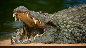 Singapore Man Charged After Fake AI Crocodile Image Triggers Reservoir Search