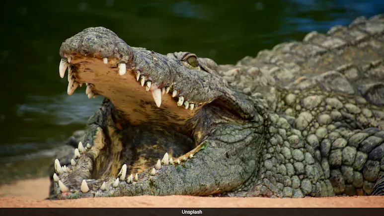 Singapore Man Charged After Fake AI Crocodile Image Triggers Reservoir Search