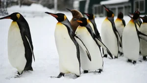 Climate Change Strips Island's Title Of Largest Penguin Colony: Study
