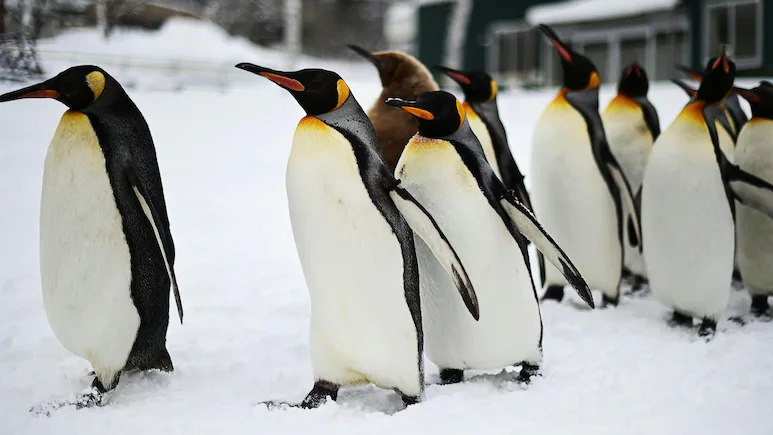 Climate Change Strips Island's Title Of Largest Penguin Colony: Study