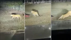 Video: Leopard Charges Towards Sleeping Workers In Maharashtra, Car Driver Sounds Alarm