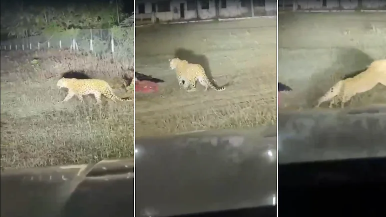 Video: Leopard Charges Towards Sleeping Workers In Maharashtra, Car Driver Sounds Alarm