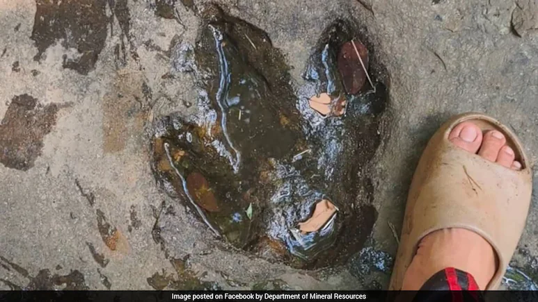 Tourist Shares Photo Of Strange Marks, Experts Confirm 120-Million-Year-Old Dinosaur Footprints