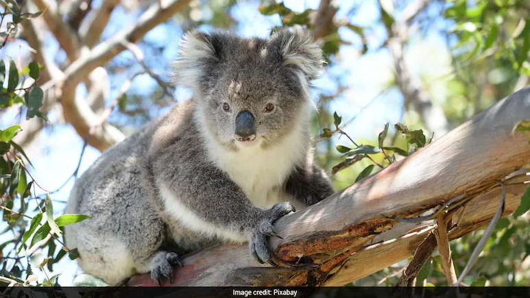 When it comes to fingerprints that closely resemble those of humans, koalas are among the most