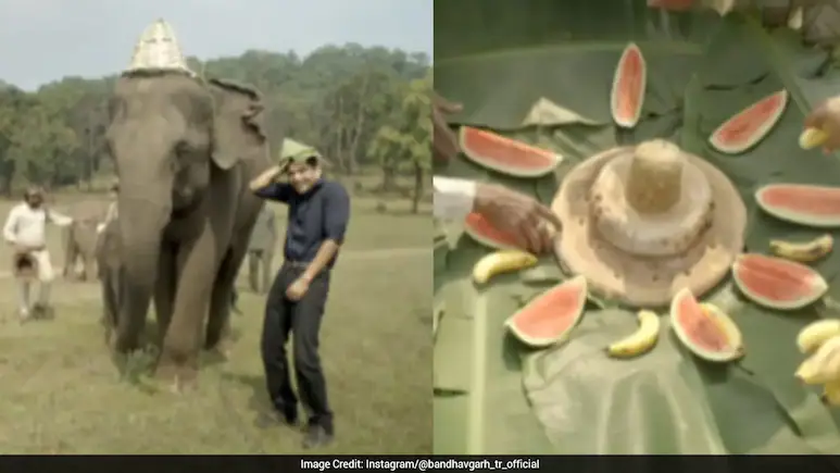 Forest Officials Celebrate Elephant Calf Krishna's First Birthday At Bandhavgarh, Heartwarming
