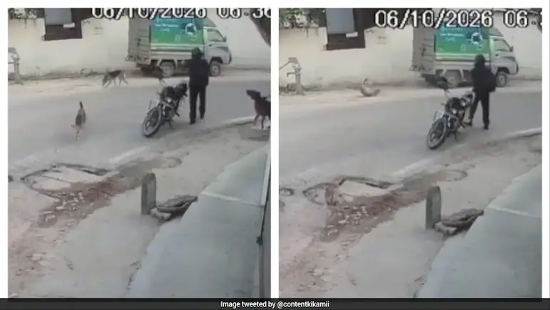 Biker Allegedly Shoots Stray Dog Dead In Lucknow, CCTV Shows Him Firing Rifle