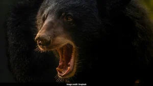 Smartphone Explosion Saves 15-Year-Old From Brutal Bear Attack In Russia