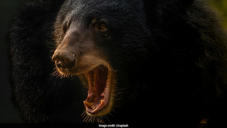 Smartphone Explosion Saves 15-Year-Old From Brutal Bear Attack In Russia