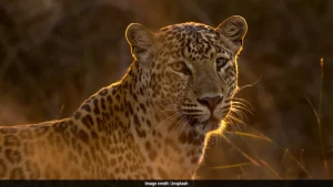 Zookeeper Mauled By Leopard In Zoo Enclosure, Fighting For Life