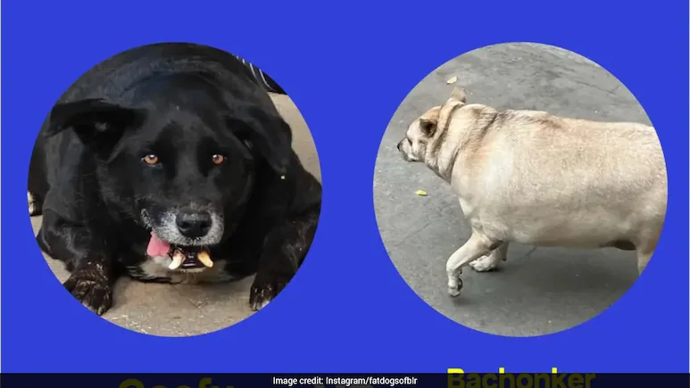 Why it matters: Bengaluru's Fattest Dog? 64 Entered, Only 2 Remain In 'Chonky' Contest