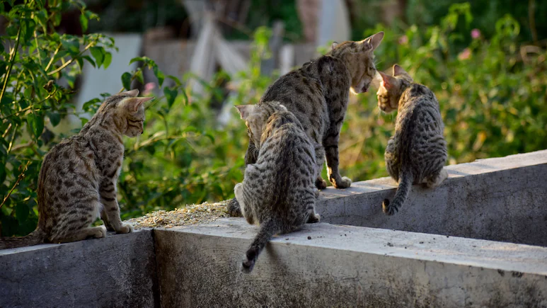 Police Arrest 12 Suspects In Ho Chi Minh City For Stealing 2,700 Cats For Meat