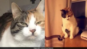 Two sisters in Wales, UK, received the surprise of a lifetime when their pet cat, who had gone
