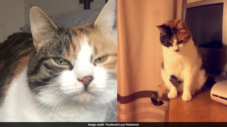 Two sisters in Wales, UK, received the surprise of a lifetime when their pet cat, who had gone