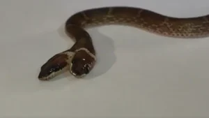 Video: Rare Two-Headed, Four-Eyed Wolf Snake Rescued In Gujarat's Dahod