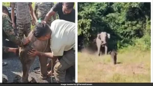 Elephant Calf Separated During Rescue Reunited With Mother After 7 Hours, Heartwarming Video