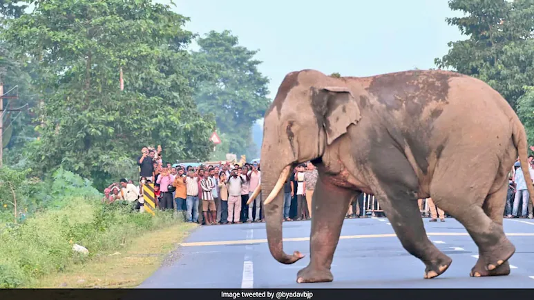 Forest officials in West Bengal's Bagdogra have won praise on social media after they halted